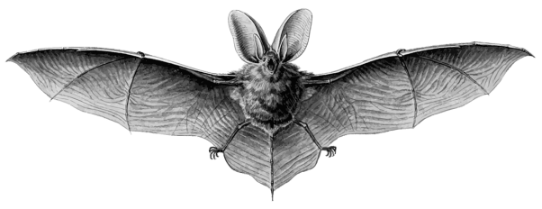bat-transparent-1100